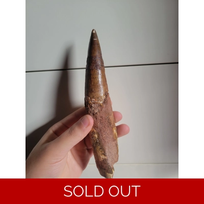 Huge Rare Rooted Spinosaurus Fossil Dinosaur Tooth Close To 8Inches!